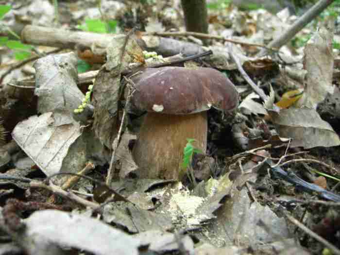  Image name: 120 Porcino.jpg 
 width: 700 pixel 
 height: 525 pixel 
 Size: 28137 bytes 
 Click to enlarge 